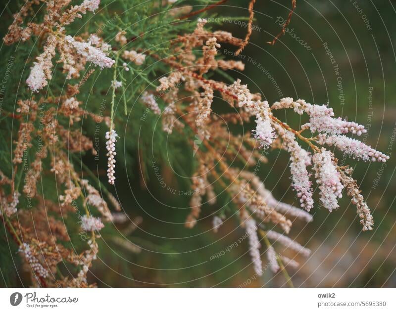 Tamariske Pflanze Zweige Baum Umwelt Botanik Außenaufnahme Menschenleer natürlich Herbst Vergänglichkeit Wachstum Farbfoto