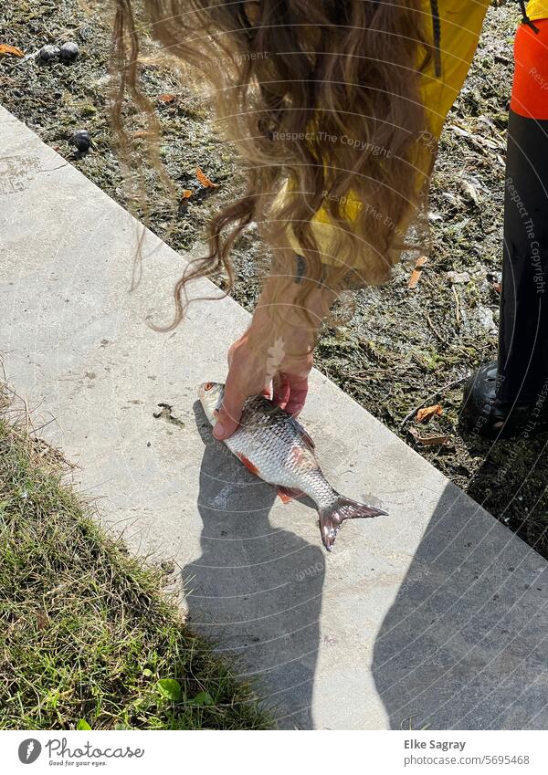 Fischsterben - Mann legt behutsam toten Fisch auf die Mauer Hand Außenaufnahme Tier Farbfoto Nahaufnahme Totes Tier Tag Schuppen Detailaufnahme Tod Menschenleer