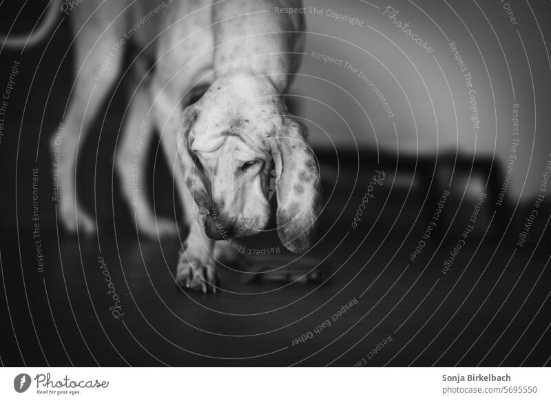 Was Hounds so machen :) haustier Hunderasse Laufhund Hundeportrait Jagdhund Tierporträt niedlich französisch reinrassig hunderasse jagdhund hundezucht rassehund