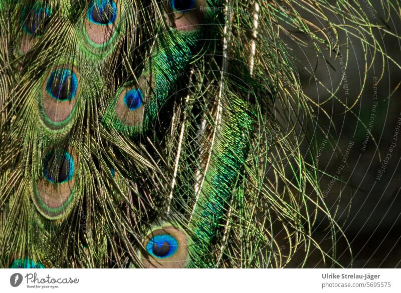 Pfauenfedern Federn bunte Federn Vogel Tier Farbfoto Stolz eitel blau mehrfarbig grün gold schillernd Nahaufnahme Zoo glänzend elegant ästhetisch Tierporträt