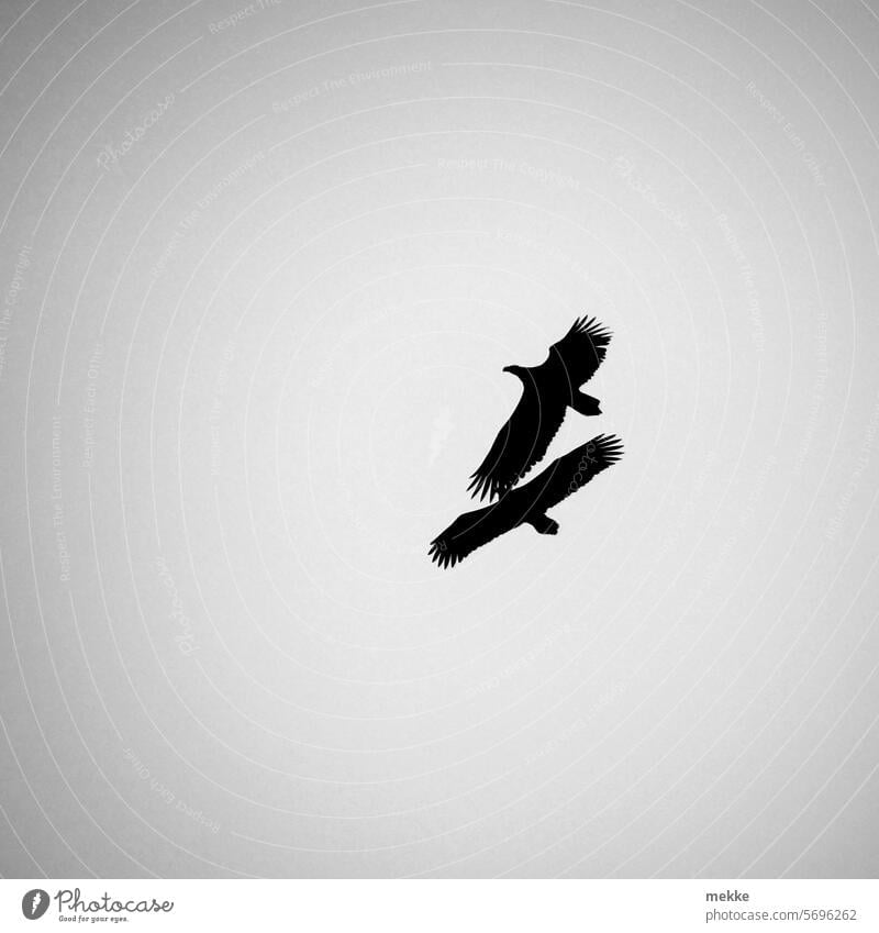 Rechts vor Links im Flugverkehr Adler Greifvogel Vogel fliegen Natur Himmel Schnabel Flügel Jäger Raubtier Wildvogel Vogelflug Paar zwei Crash nebeneinander