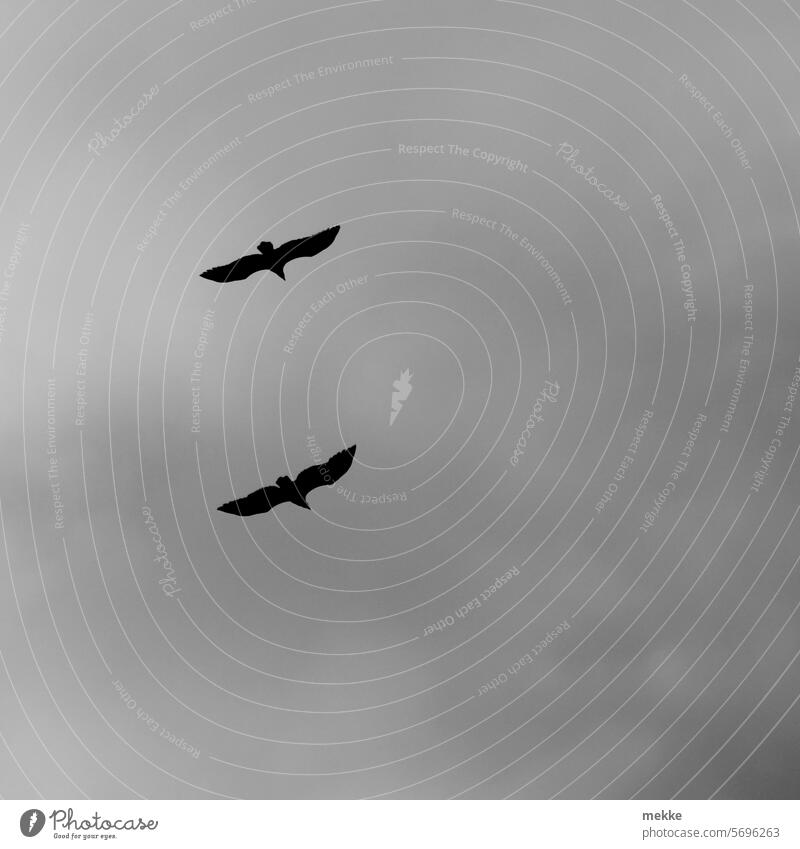 Zwei Adler versuchen sich als Kraniche Raubvogel Segelflug Flug Gleitflug segeln Naturschutzgebiet Seeadler Ausschau gleiten Wildnis Vogelbeobachtung Spannweite