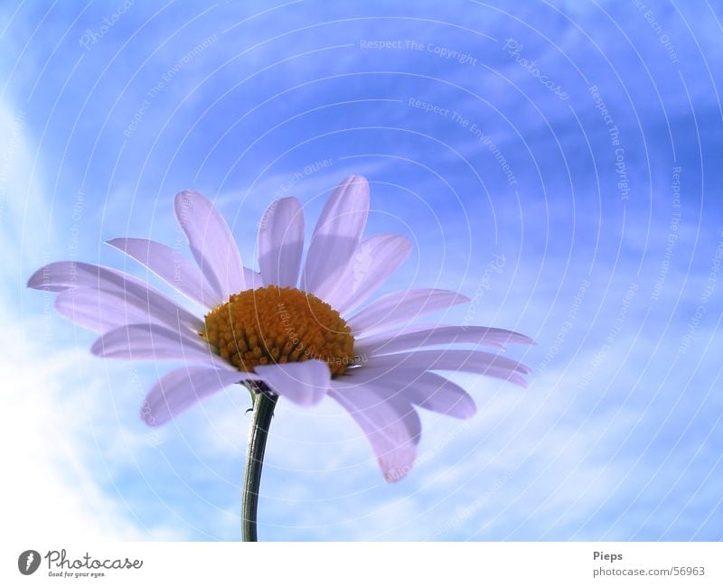 Margeritenblüte vor blauem Himmel Makroaufnahme Textfreiraum oben Sommer Natur Wolken Frühling Blume Blüte Wiese Blühend Vergänglichkeit Blütenblatt Tag