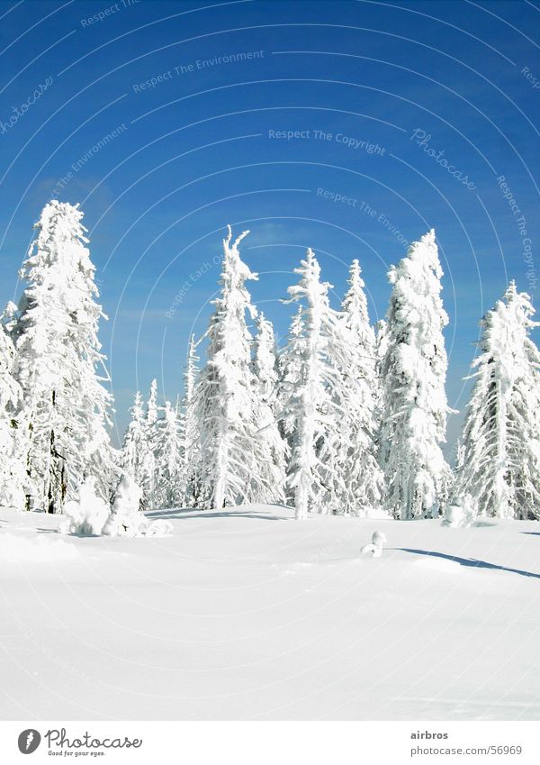 winter hoch 3 weiß traumhaft Schnee Himmel blau Sonne Schatten