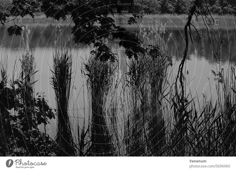 Analoge Schwarzweißfotografie, Schilf am Ufer an einem kleinen See analog Analogfoto analoge fotografie Analogfotografie Analoges Foto analogue analoges Bild