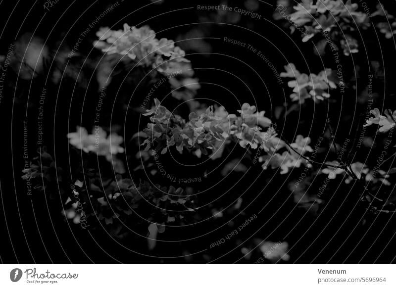 Analoge Schwarzweißfotografie, weiße Baumblüten im Frühling analog Analogfoto analoge fotografie Analogfotografie Analoges Foto analogue analoges Bild