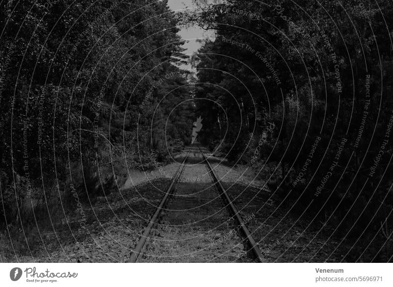 Analoge Schwarzweißfotografie, alte unbenutzte Bahngleise in einem Wald in Teltow Fläming nahe Luckenwalde analog Analogfoto analoge fotografie Analogfotografie