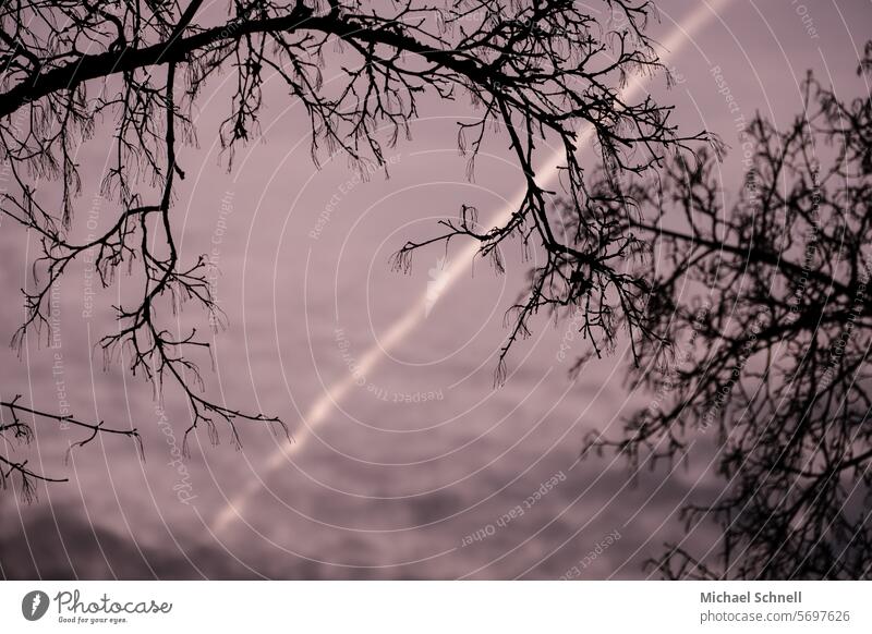 Baumkronen im Winter mit Abendhimmel und Kondensstreifen im Hintergrund baumkronen Bäume Himmel Froschperspektive Umwelt chemtrails Verschwörung