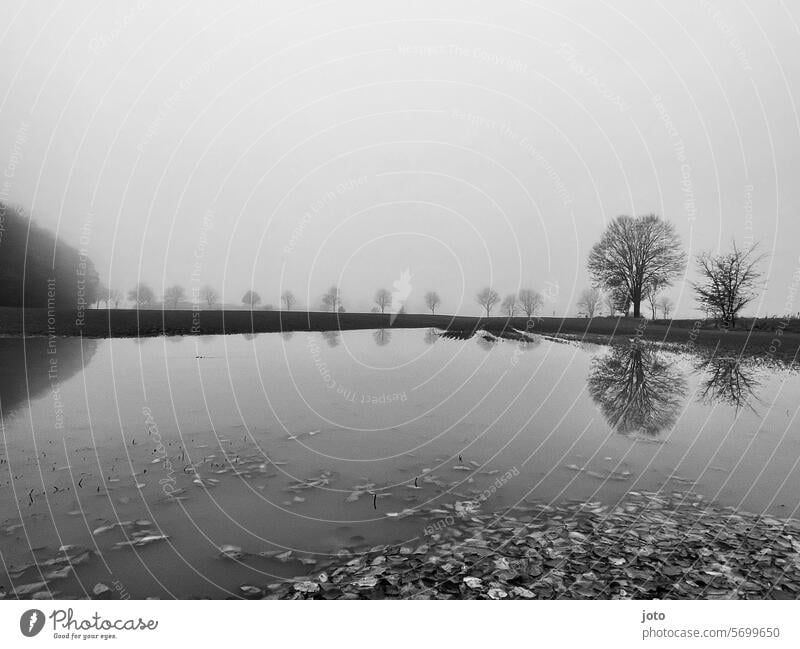 Bäume spiegeln sich in einer Pfütze an einem Nebeltag Herbst herbstlich trüb Außenaufnahme Natur trist Oktober November Novemberwetter oktoberwetter Traurigkeit