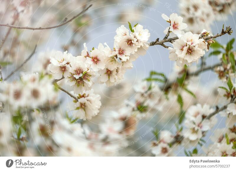 Mandelblüte in Sizilien, Italien Mandelbaum Frühling Baum Blüte Blume Kirsche Natur Ast weiß Blumen Blütezeit Überstrahlung Saison Schönheit Pflanze Garten