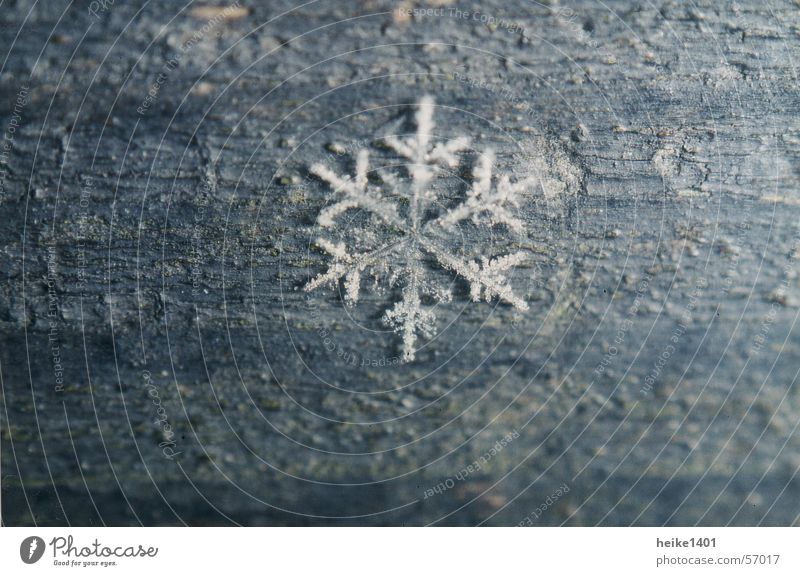 Eiskristall Schneekristall Winter Jahreszeiten kalt Einsamkeit Frost Natur Makroaufnahme Nahaufnahme
