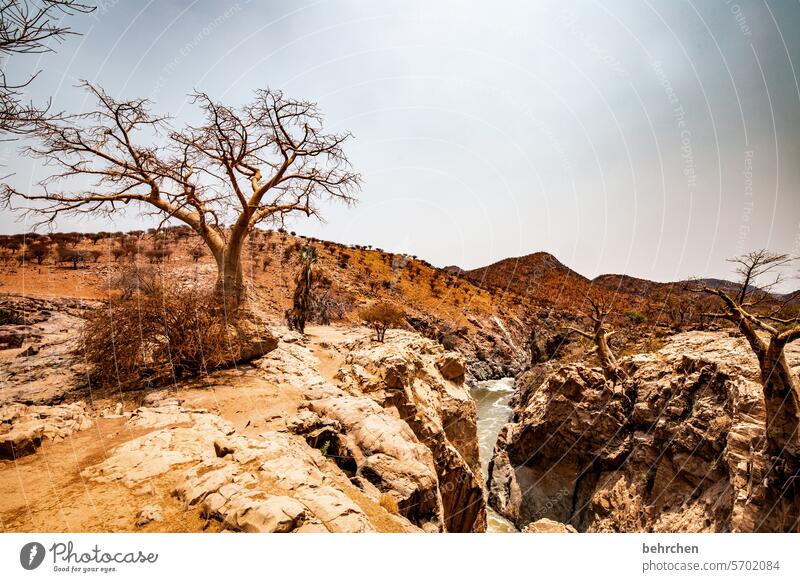 wie in einer anderen welt Affenbrotbaum Baobab Wärme besonders Abenteuer Ferien & Urlaub & Reisen Landschaft Natur Fernweh Namibia Afrika Ferne trocken