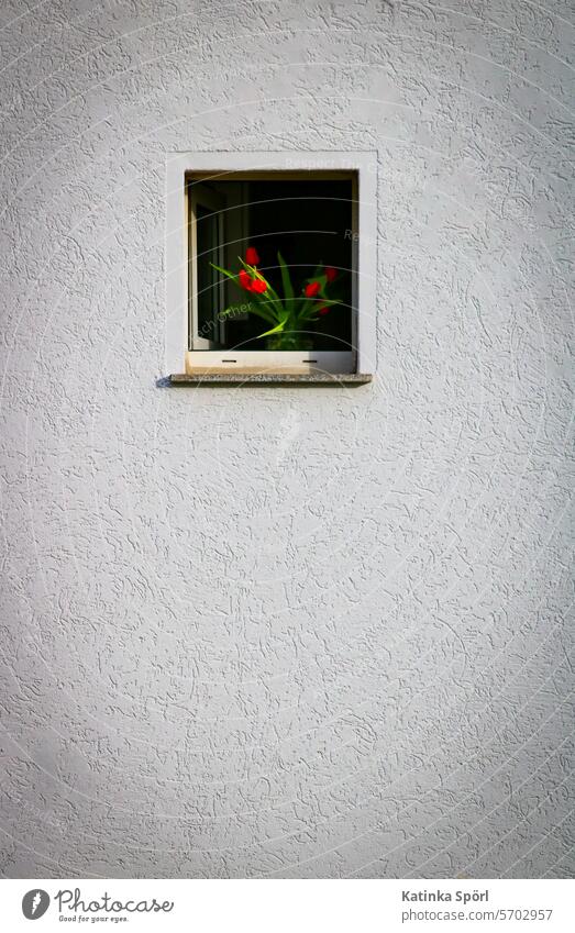 Rote Tulpen in der Hauswand Tulpen in Vase Tulpenblüte Blumenstrauß Hauswandfenster Fenster Badfenster Fassade rot weiß Frühling Blüte Frühlingsgefühle