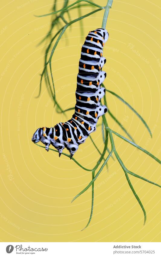 Lebendige Raupe von Papilio machaon, die sich an einem grünen Stängel festhält, vor einem kontrastreichen gelben Hintergrund Schwalbenschwanz Schmetterling