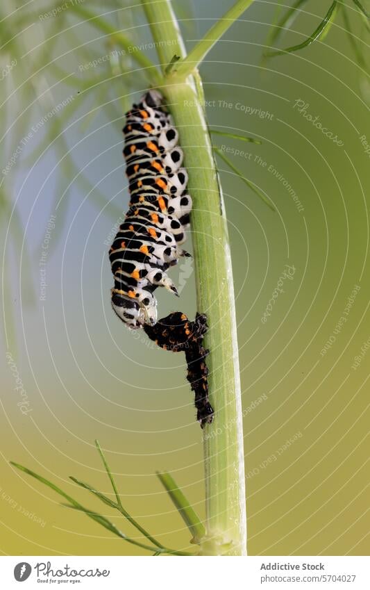 Die Raupe von Papilio machaon frisst an einem grünen Stängel. Die auffälligen schwarzen und orangefarbenen Muster heben sich von einem grünen Hintergrund ab.