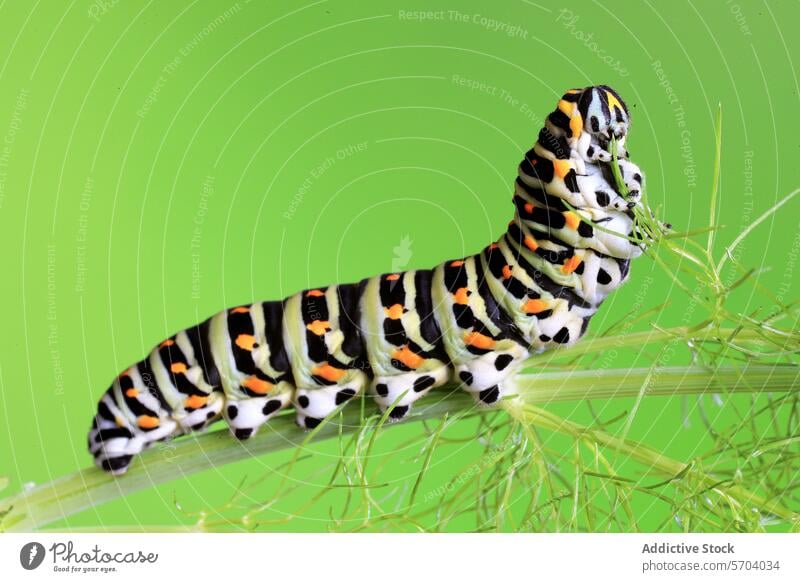 Die Raupe des Schwalbenschwanzes (Papilio machaon) ist mit ihrem charakteristischen Muster aus schwarzen, weißen und orangefarbenen Flecken vor einem lindgrünen Hintergrund zu sehen.