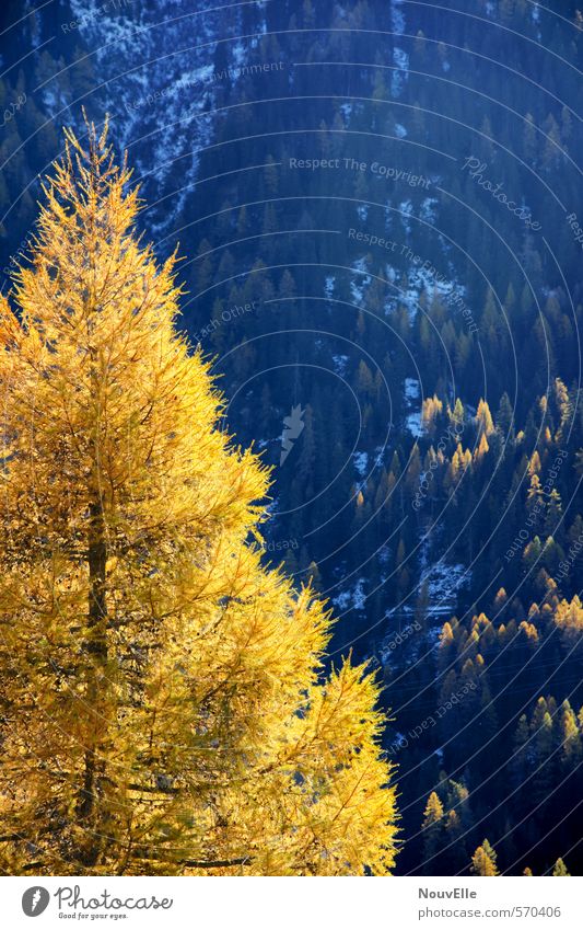Goldener Herbst. Natur Landschaft Sonne Winter Wetter Schönes Wetter Schnee Baum Tanne Wald Hügel Berge u. Gebirge außergewöhnlich Freundlichkeit groß kalt