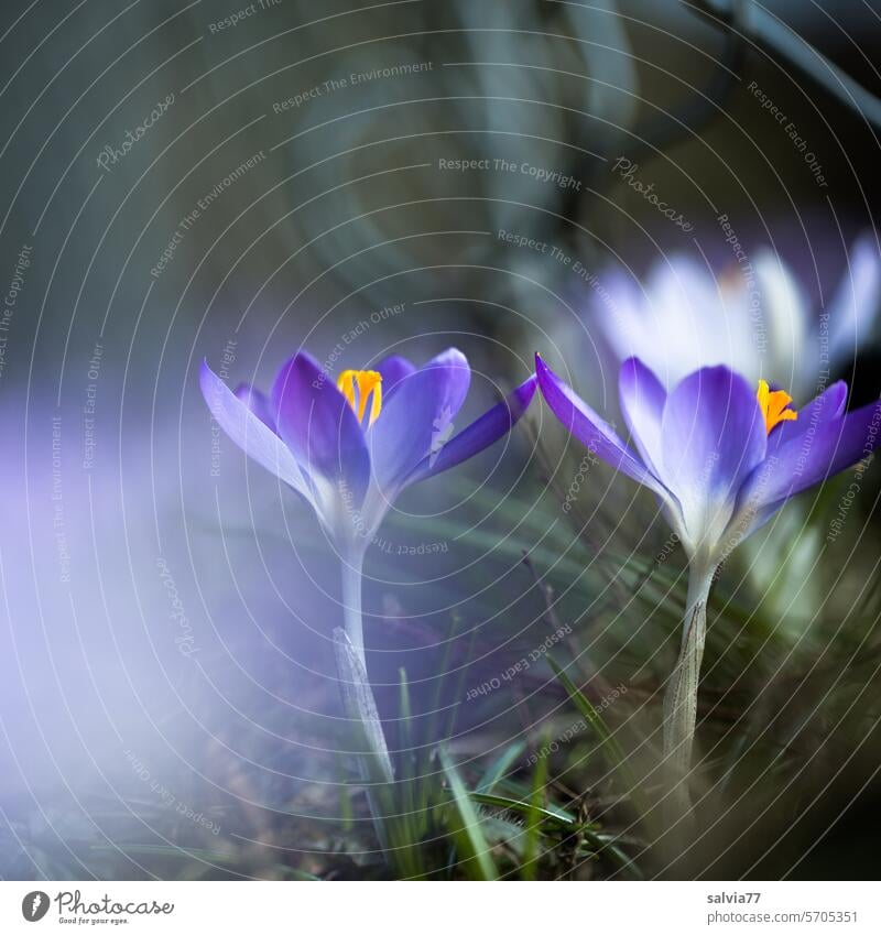 zarte Berührung Krokusse Blume Blüte Natur Frühling Pflanze violett Blühend Makroaufnahme Frühlingsgefühle Garten Frühblüher Menschenleer Frühlingsblume