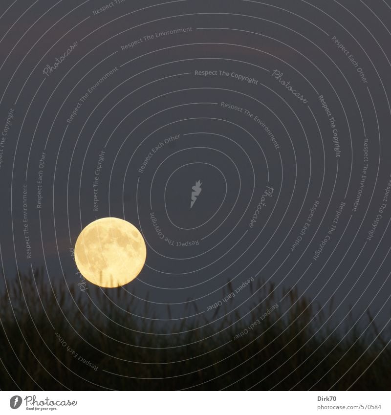 Vollmond über den Dünen Himmel Wolkenloser Himmel Nachthimmel Mond Sommer Schönes Wetter Pflanze Gras Dünengras Küste Dänemark Nordeuropa Kugel Kreis leuchten