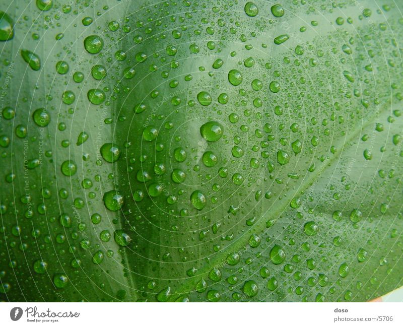 leaf Blatt grün Wassertropfen Regen