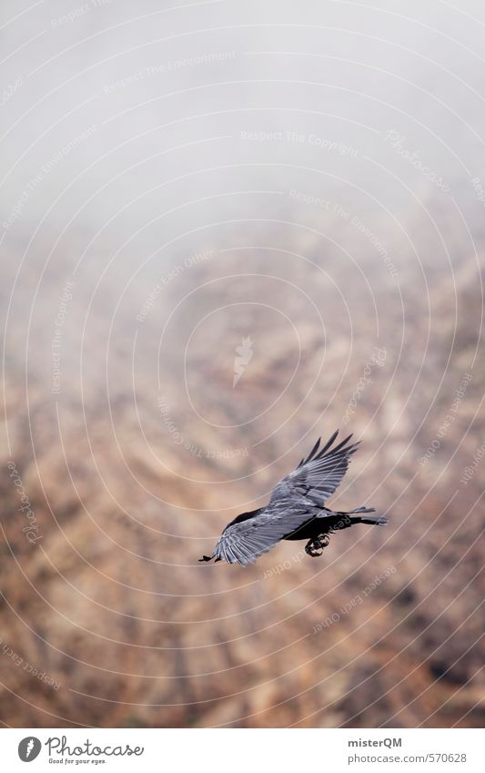 I.love.FV XII Kunst ästhetisch Tier Vogelperspektive Vogelflug Rabenvögel fliegen Nebel Berge u. Gebirge Ferne dunkel Farbfoto Gedeckte Farben Außenaufnahme