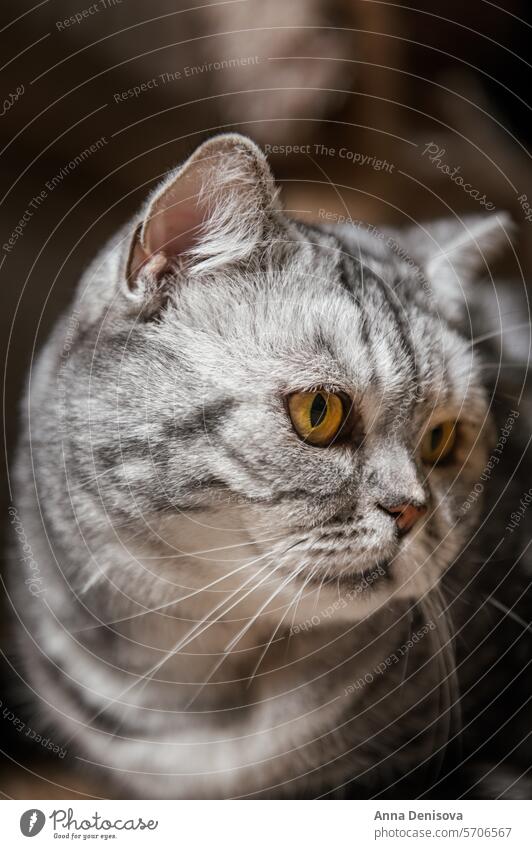 Britisch Kurzhaar silber gestromte Katze grau niedlich sich[Akk] entspannen Pfote Fenster schläft graue Katze streifen Haustier heimwärts spielen gemütlich