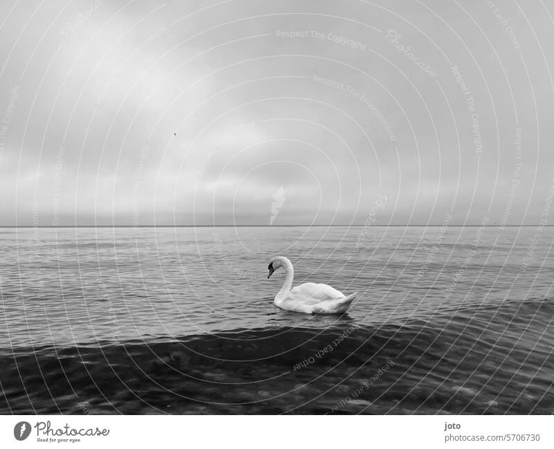 Schwan auf dem Meer Horizont Ostsee Weitsicht melancholie Einsamkeit allein anmutig elegant weiß schwanenhals Wasser Tier Vogel Feder schön Natur Trauer