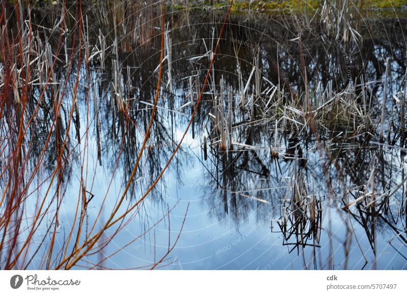 Am Ende des Winters: Biotop im Abendlicht. Wasser Schilf Schilfgras Weiden Weidenruten Spiegelung Bäume Weiher Teich Tümpel Natur Reflexion & Spiegelung Idylle