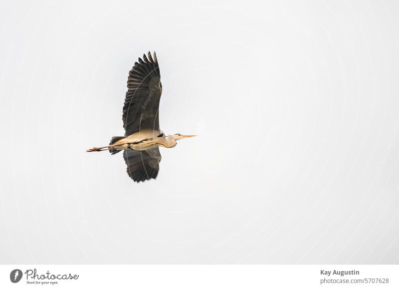 Graureiher im Flug Ardea cinerea Pelecaniformes Flugbild Reiher Fischreiher Vögel Aves Vogelschutzgebiet Flügelspannweite Vogelwelt Körperlänge Tagreiher