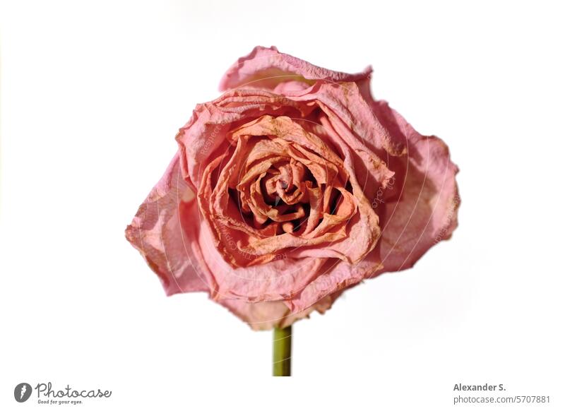 Welke rosa Rosenblüte vor weißer Wand Blume Pflanze Blüte welk welkend welkende Blüte Vergänglichkeit verblüht welke Rose Vanitas Stillleben Vanitas-Motiv