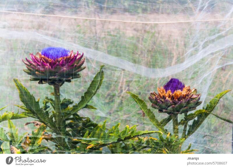 Artischocken Knospe violett grün essbar Blütengemüse Lebensmittel Nahrungsmittel wachsen Kulturpflanze Pflanze Blütenstand Netz Vegetarische Ernährung