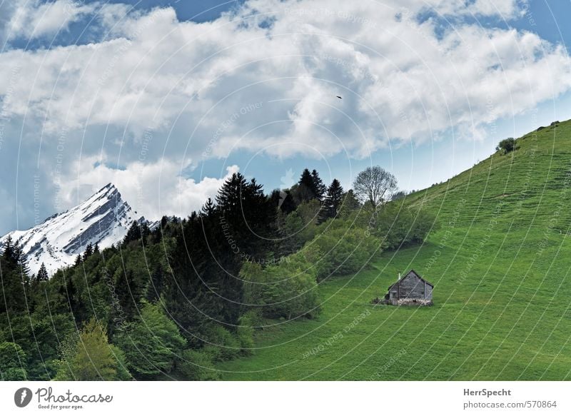 Heidiland Umwelt Natur Landschaft Himmel Wolken Schnee Wald Hügel Felsen Alpen Berge u. Gebirge Schneebedeckte Gipfel Schweiz Haus Hütte frisch schön natürlich