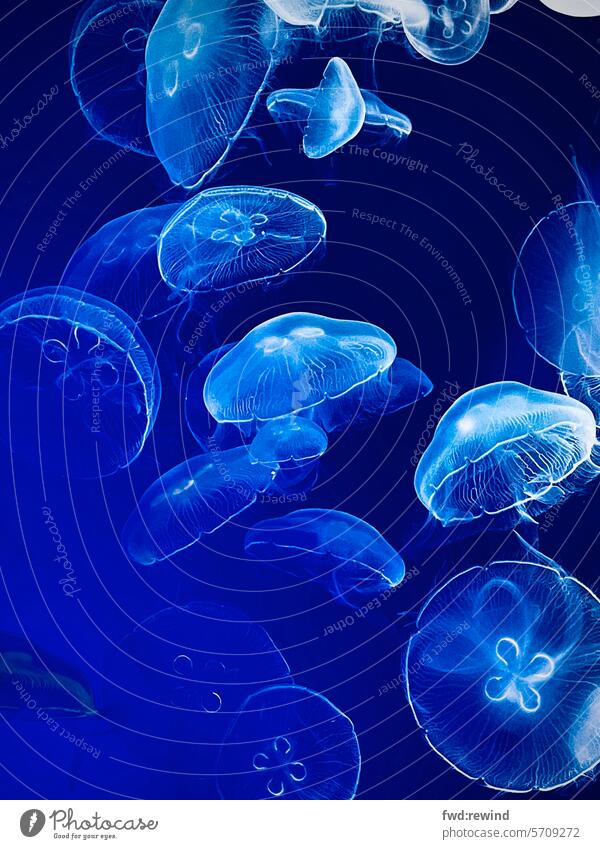 Quallen, Medusae Quallenbecken qualleblue jellyfish Meereslandschaft unter Wasser Aquarium blau Unterwasseraufnahme Tierporträt abstrakt harmonisch Natur