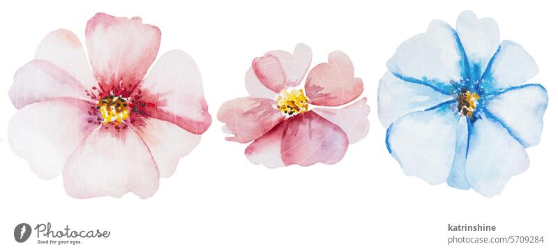 Aquarell hellrosa und blaue Blume isoliert Illustration, florale Hochzeit und Gruß Element Geburtstag botanisch Dekoration & Verzierung Zeichnung Laubwerk