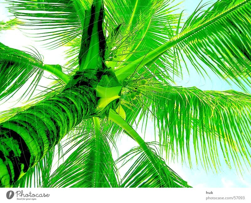 unter einer palme Palme Dominikanische Republik Sommer Ferien & Urlaub & Reisen Physik grün Pflanze Kuba Sonne Wärme hell Himmel Natur