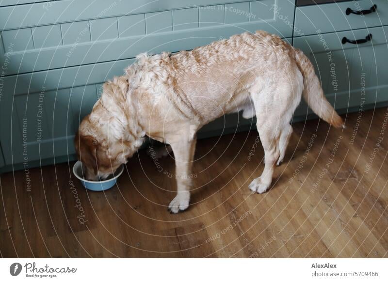 Blonder Labrador steht in einer Küche vor seinem Fressnapf gebeugt und frisst Hund Haustier Säugetier Vierbeiner blonder Labrador Lieblingshund Pfoten