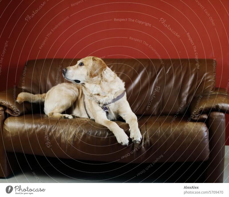 blonder Labrador liegt auf einer braunen Couch vor einer roten Wand und schaut nach hinten zu einer Person Hund Tier Haustier Säugetier rote Wand Natur Fell