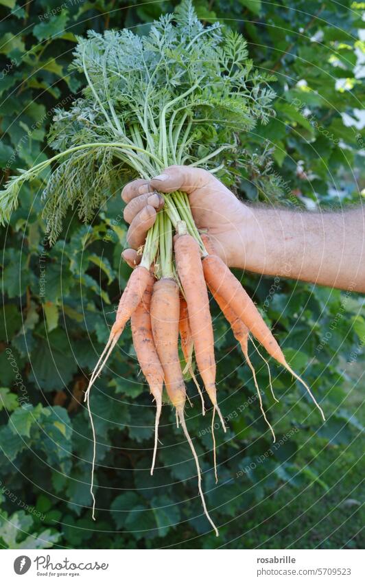 typisch deutsch | gärtnern im Schrebergarten Karotte Karotten Mohrrüben Möhre Hand Gärtner Garten Gemüse Lebensmittel frisch Möhren Gesunde Ernährung gesund