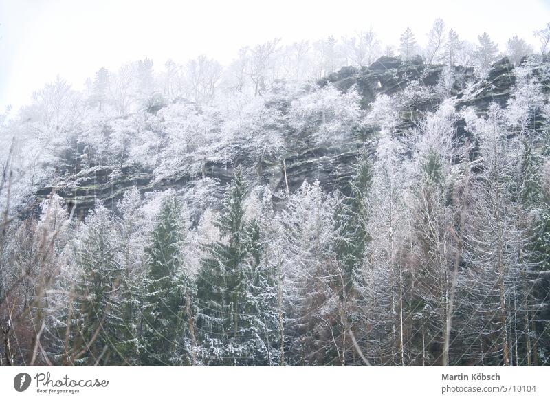 Zschirnstein mit schneebedeckten Bäumen und Nebelschwaden auf dem Gipfel während einer Wanderung Felsen Winter Schnee Wald wandern Wurzel Sachsen Natur felsig