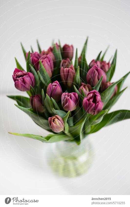 Lilafarbene Tulpen in einer Glasvase Vase lila Frauentag Frühling Blüte Blumenstrauß Pflanze Dekoration & Verzierung Blühend Liebe Tulpenblüte Frühlingsgefühle