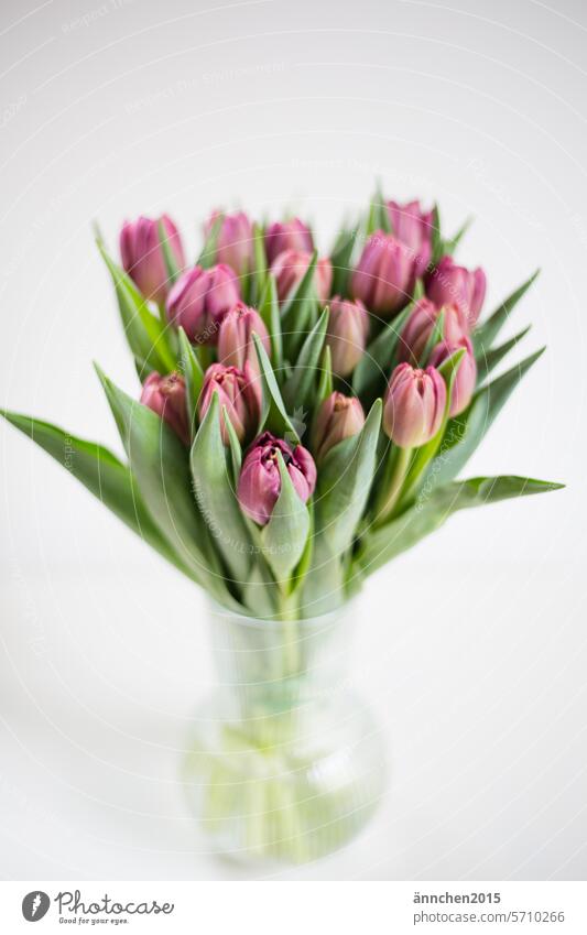 Lilafarbene Tulpen in einer Glasvase stehen auf einem weißen Tisch vor einer weißen Wand Strauß Tulpenstrauß lila violett Blüte Blumenstrauß Frühling grün
