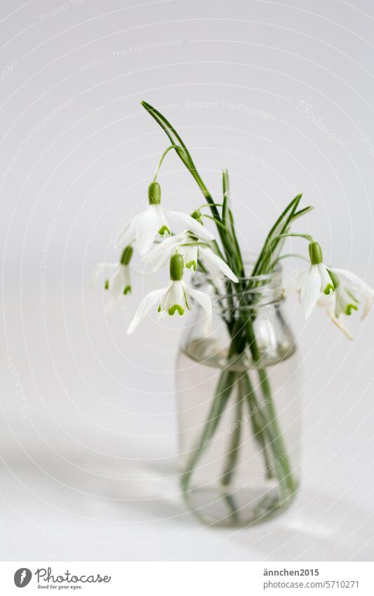 Glasvase mit Schneeglöckchen steht auf einem weißen Tisch vor einer weißen Wand Frühling Winter Pflanze Blume Garten Blüte Natur Vase Hoffnung Strauß Blühend