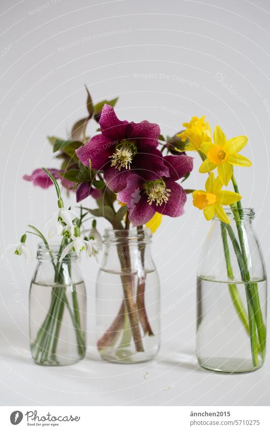 Kleine Frühlingssträusse in Glasvasen Narzissen, Schneeglöckchen und Christrosen lila gelb weiss Blume weiß Blüte Pflanze grün Natur Blühend Farbfoto