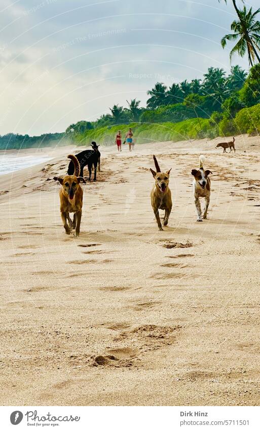 Vielen Dank Photocase für 18 tolle Jahre! Hunde Strand hundestrand rennen laufender Hund Freude Freunde