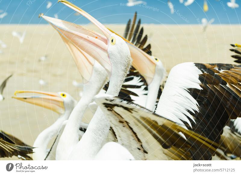 aufgeregtes durcheinander der Brillenpelikane Pelikan Wildtier Tiergruppe Zusammensein Lebensraum Strand Queensland Australien Tierwelt Appetit & Hunger