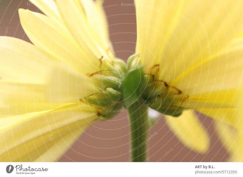 geteilte Freude blume gelb blüten grün geöffnet blütenblätter natur frühling jahreszeit