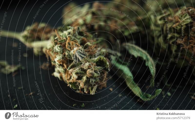 Marihuana-Knospen in Makro. Legal medizinisches Cannabis, Rauchen von Unkraut Aktivitäten, Ganja Blütenknospen Medikament wachsen Hanf Natur Pflanze Sativa grün