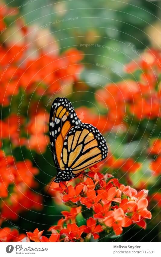 Schöner Monarchfalter auf einem Beet mit roten Blumen im Garten Schmetterling Insekt Nahaufnahme Tier Makroaufnahme grün Farbfoto schön Tierwelt Flügel