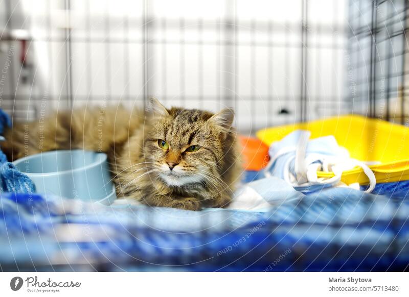 Eine ältere Katze sitzt in einem großen Käfig in einer Tierklinik oder in einem Tierheim. Hotels für Haustiere. Überbelichtung von Haustieren Tierarzt Klinik