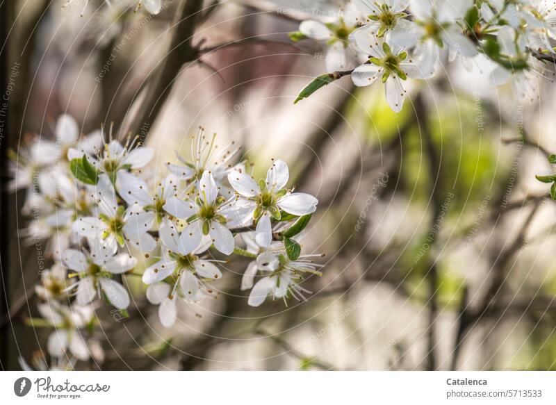 Die Blüten des Weißdorns Blütenblätter blühen duften Frühling Jahreszeit Pflanze Natur Flora Garten Tag Tageslicht Weiss Grün